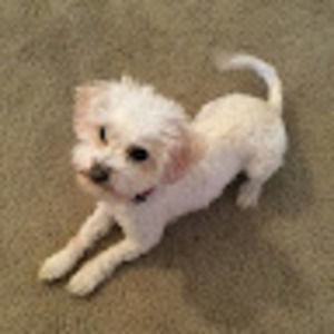 Meet your Posher, Candace